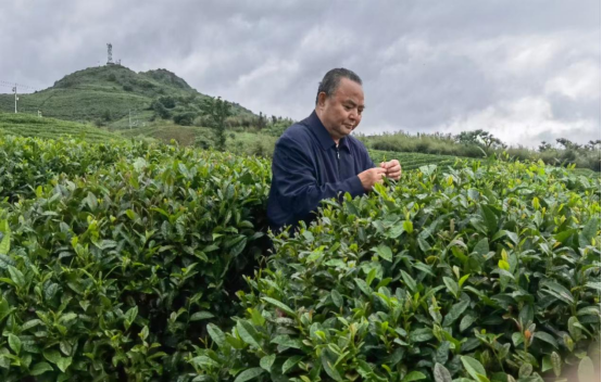 凤凰网：罗大友引领中国茶文化研究院：正本清源，树正规标杆